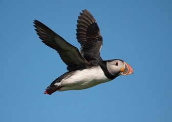 Puffin in Flight