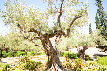 Fototapeta na wymiar Garden of Gethsemane in Jerusalem