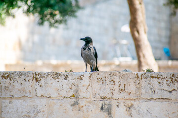 Raven on Temple Mount