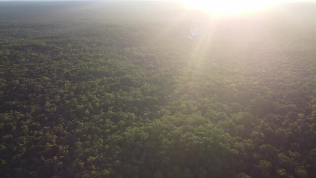 This footage was taken during a 5 Day hike in the ancient mayan jungle on the border between Mexico and Guatemala. A lot of biodiversity can be seen such as Howler- and Spidermonkeys.
