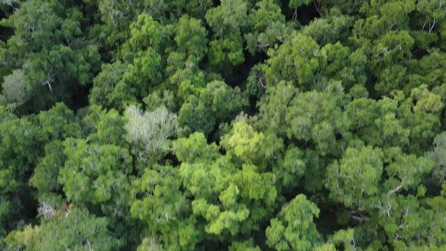 This footage was taken during a 5 Day hike in the ancient mayan jungle on the border between Mexico and Guatemala. A lot of biodiversity can be seen such as Howler- and Spidermonkeys.