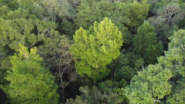 This footage was taken during a 5 Day hike in the ancient mayan jungle on the border between Mexico and Guatemala. A lot of biodiversity can be seen such as Howler- and Spidermonkeys.