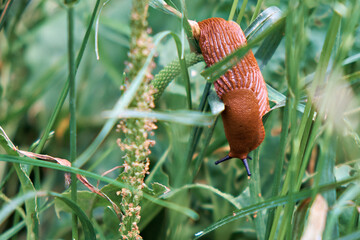 A large red Spanish slug crawls on the grass. Close-up