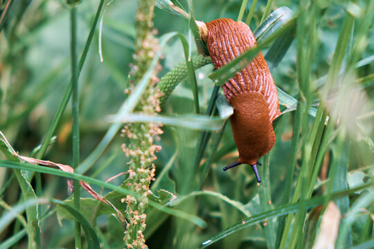 A large red Spanish slug crawls on the grass. Close-up
