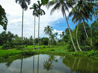 coconut trees and palm trees with mountains in the background