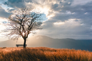 Serenity Seat: Sunset View From Palu Central Celebes Indonesia - Lonely Tree 06