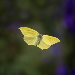 Common Brimstone, Gonepteryx rhamni
