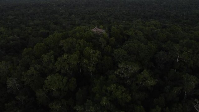 This footage was taken during a 5 Day hike in the ancient mayan jungle on the border between Mexico and Guatemala. A lot of biodiversity can be seen such as Howler- and Spidermonkeys.