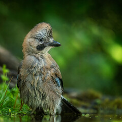 Jay, Garrulus glandarius