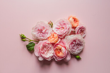 David Austin roses on the pink background for design