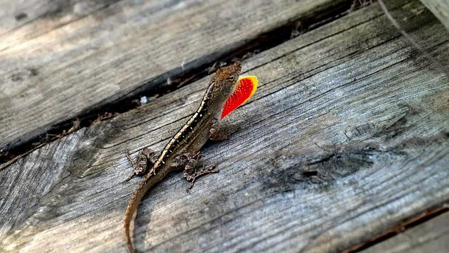 A small male brown anole lizard on a wooden walkway displays its red orange dewlap, in hand held clip.