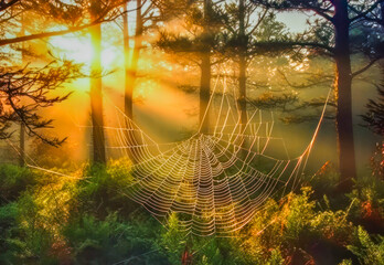 Altweibersommer, mit Tau bedecktes Spinnennetz im Morgenlicht, Herbst, Generative AI - obrazy, fototapety, plakaty