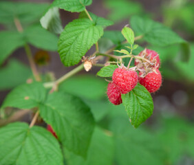 Ripe raspberries on a green bush....