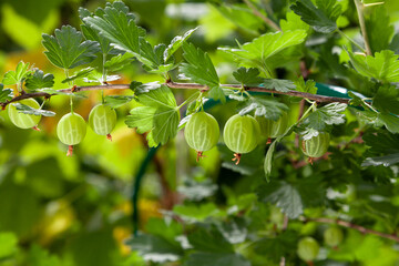 row of ripe green berries hangs on gooseberry branch....