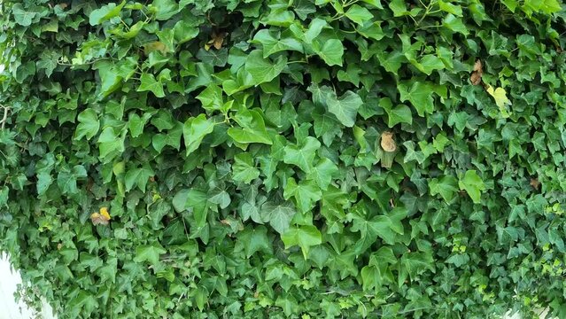 Efeu Hedera helix w&auml;chst an Mauer	