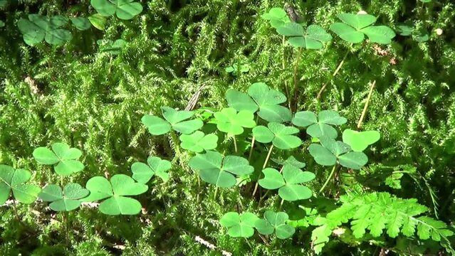 Klee (Trifolium) im Wald im Moos