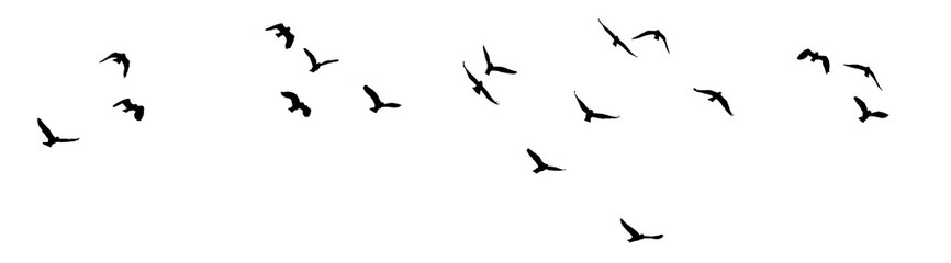 png flock of birds silhouette isolated on clear background	