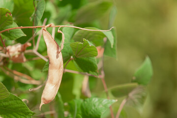 Dry bean pods grow on green bush