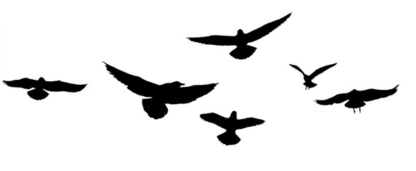 Obraz na płótnie Canvas png flock of birds silhouette isolated on clear background 