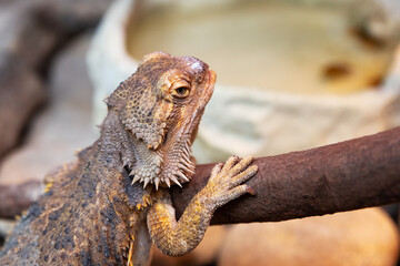 Central Bearded Dragon. Reptile and reptiles. Amphibian and Amphibians. Tropical fauna. Wildlife and zoology.