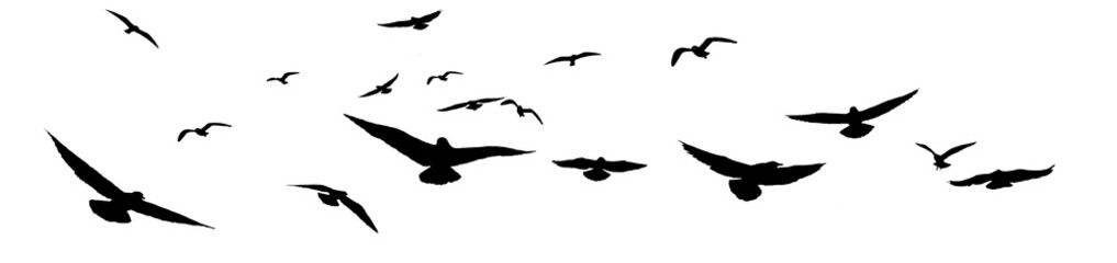 png flock of birds silhouette isolated on clear background	