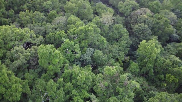 This footage was taken during a 5 Day hike in the ancient mayan jungle on the border between Mexico and Guatemala. A lot of biodiversity can be seen such as Howler- and Spidermonkeys.