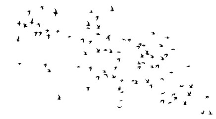 png flock of birds silhouette isolated on clear background	