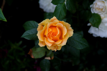 Close up of orange rose with dark background