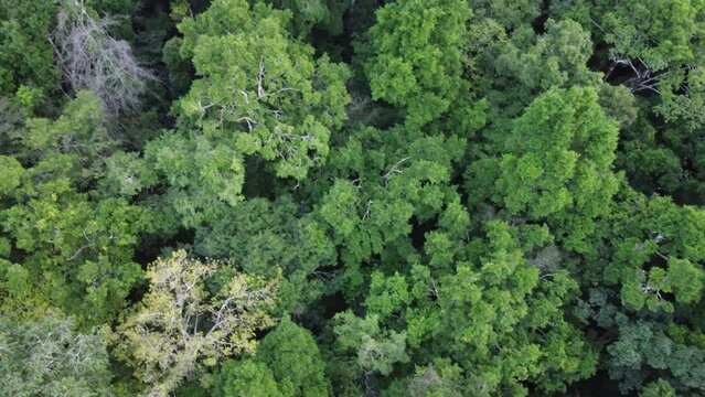 This footage was taken during a 5 Day hike in the ancient mayan jungle on the border between Mexico and Guatemala. A lot of biodiversity can be seen such as Howler- and Spidermonkeys.