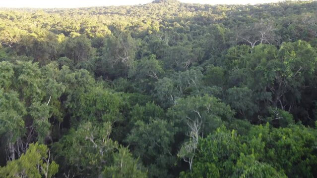 This footage was taken during a 5 Day hike in the ancient mayan jungle on the border between Mexico and Guatemala. A lot of biodiversity can be seen such as Howler- and Spidermonkeys.