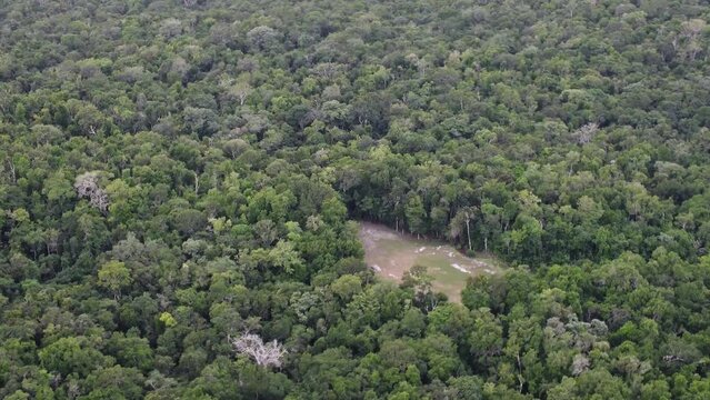 This footage was taken during a 5 Day hike in the ancient mayan jungle on the border between Mexico and Guatemala. A lot of biodiversity can be seen such as Howler- and Spidermonkeys.