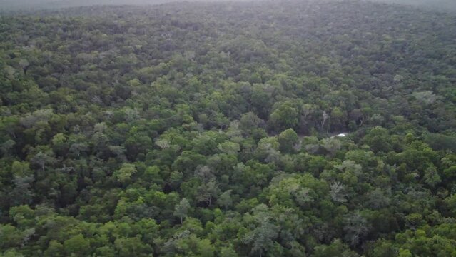 This footage was taken during a 5 Day hike in the ancient mayan jungle on the border between Mexico and Guatemala. A lot of biodiversity can be seen such as Howler- and Spidermonkeys.