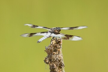 Eight spotted skimmer perched on a plant.