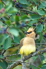 Portrait of a Cedar waxwing in a tree.