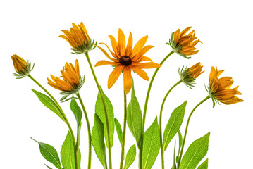 Rudbeckia on a white background. Floral composition with yellow flowers.