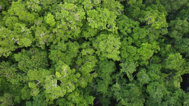 This footage was taken during a 5 Day hike in the ancient mayan jungle on the border between Mexico and Guatemala. A lot of biodiversity can be seen such as Howler- and Spidermonkeys.