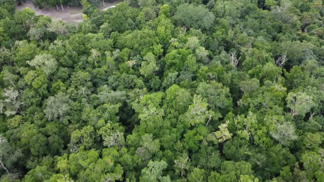 This footage was taken during a 5 Day hike in the ancient mayan jungle on the border between Mexico and Guatemala. A lot of biodiversity can be seen such as Howler- and Spidermonkeys.