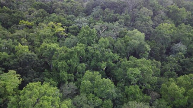 This footage was taken during a 5 Day hike in the ancient mayan jungle on the border between Mexico and Guatemala. A lot of biodiversity can be seen such as Howler- and Spidermonkeys.