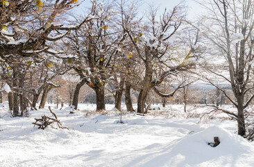 Paisaje nevado