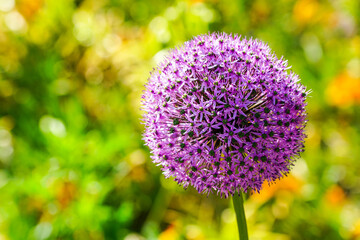 Blooming purple flower ball of ornamental onion Allium hollandicum, decorative garlic