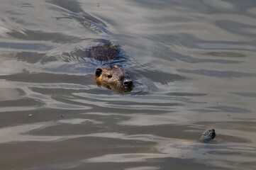 Fototapeta premium DDB_NutriaAndTurtle