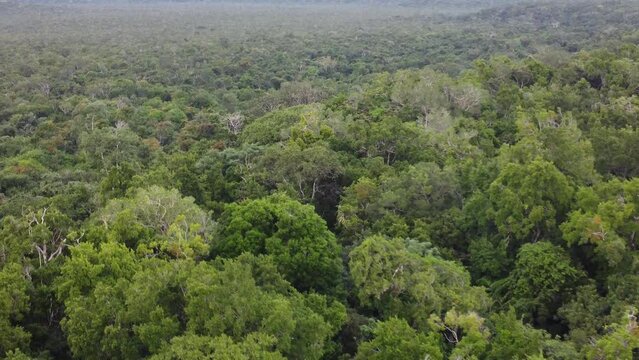 This footage was taken during a 5 Day hike in the ancient mayan jungle on the border between Mexico and Guatemala. A lot of biodiversity can be seen such as Howler- and Spidermonkeys.