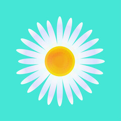 illustration of a camomile daisy vector