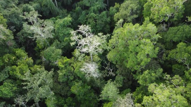This footage was taken during a 5 Day hike in the ancient mayan jungle on the border between Mexico and Guatemala. A lot of biodiversity can be seen such as Howler- and Spidermonkeys.