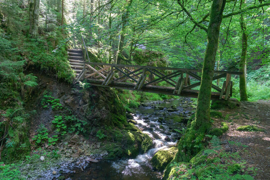 wooden bridge across a stream in the forest