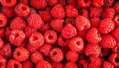Background or backdrop made of top view of bunch of fresh red juicy raspberries fruit berry full of dietary fiber and vitamins used raw as ingredient of vegetarian healthy diet and cooked in jams