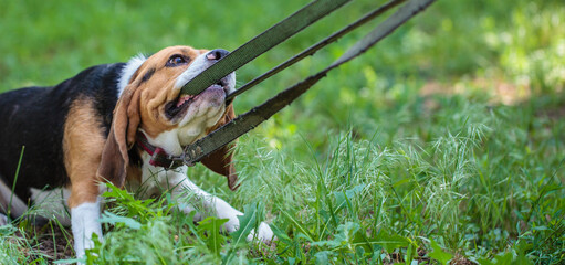beagle hunting dog pulls on the leash holding it in his teeth. banner