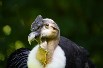 Portrait of Andean condor (Vultur gryphus) Cathartidae family. Vogelpark Walsrode, Germany.