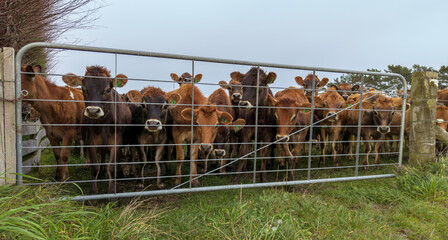 Young Brown Cows At Gate