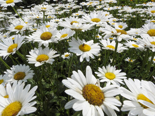 Field of daisies on a sunny summer day